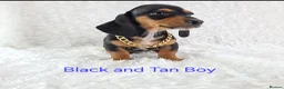 Miniature Dachshund dogs for sale: Stunning Miniature Dachshund Puppies  - Advert 8