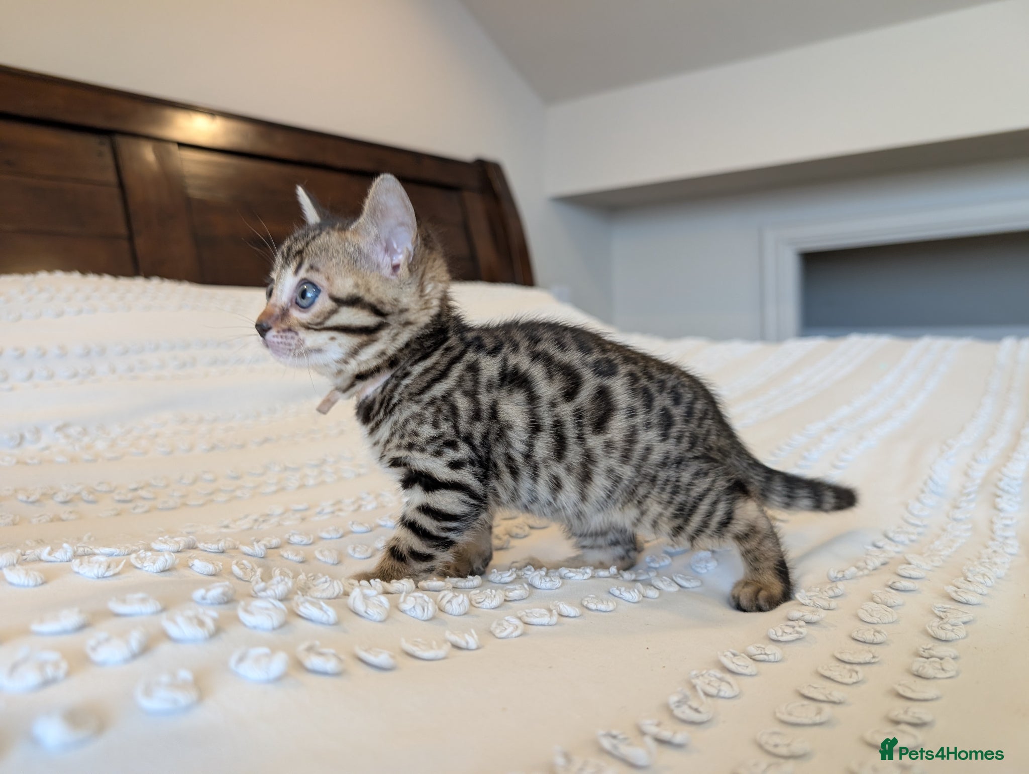 Bengal cats 🖤🩶🤍 BEAUTIFUL BENGAL KITTENS 🤍🩶🖤 - Advert 2