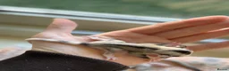 Sugar Glider rodents for sale: Two female sugar glider joeys - Advert 6
