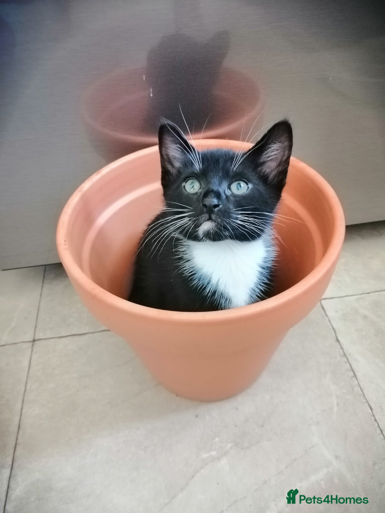 Mixed Breed cats Kittens  - Advert 10