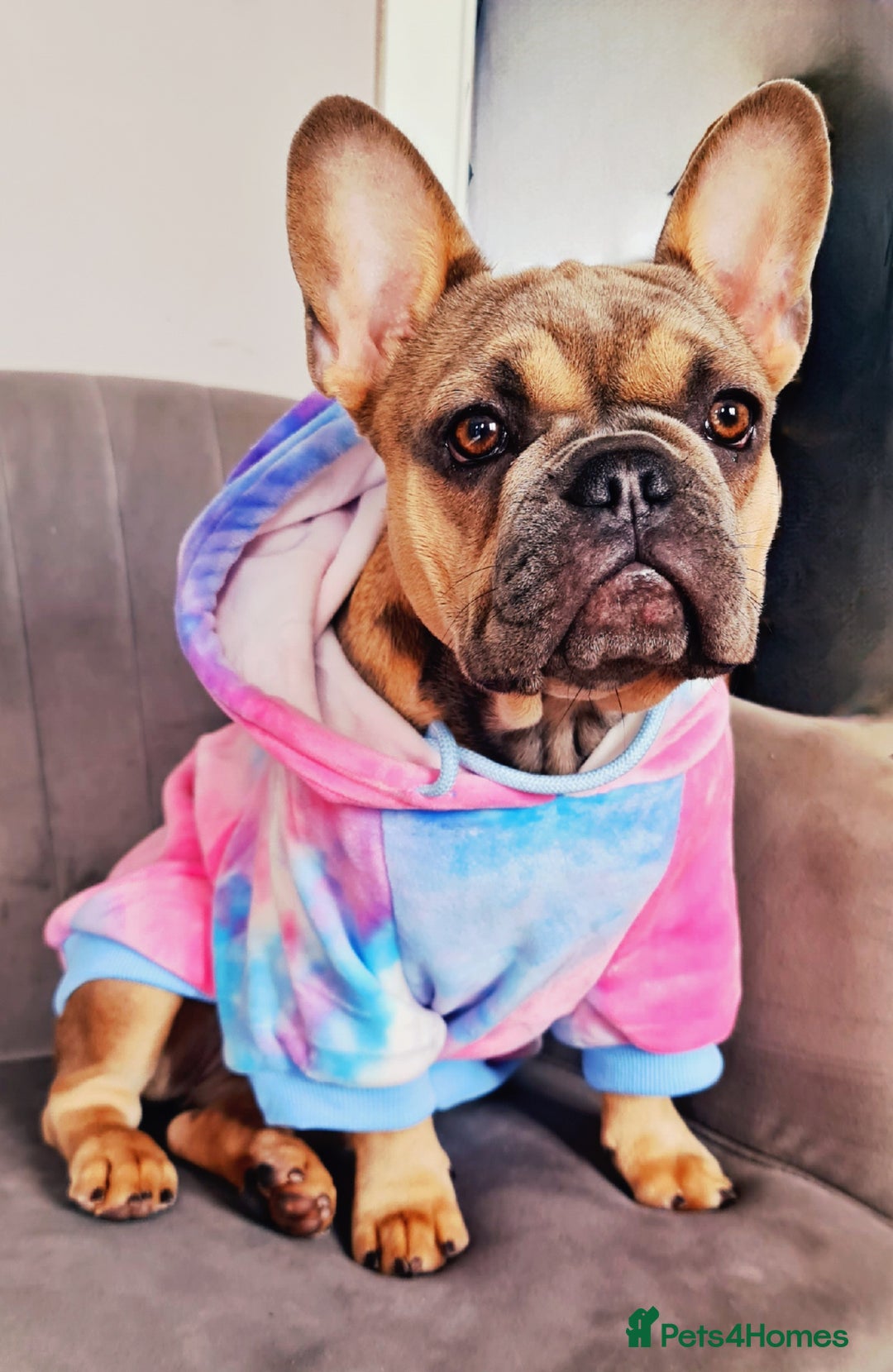 French Bulldog dogs for sale: Stunning french bulldog puppies - Advert 2