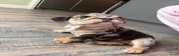 English Bulldog dogs for sale: KC reg black Merle bitch 💖 in Southport - Advert 8