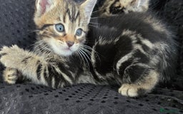 Bengal cats for sale:  Bengal with long haired blk & white kittens - Image 16