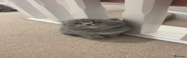Scottish Fold Kitten 1