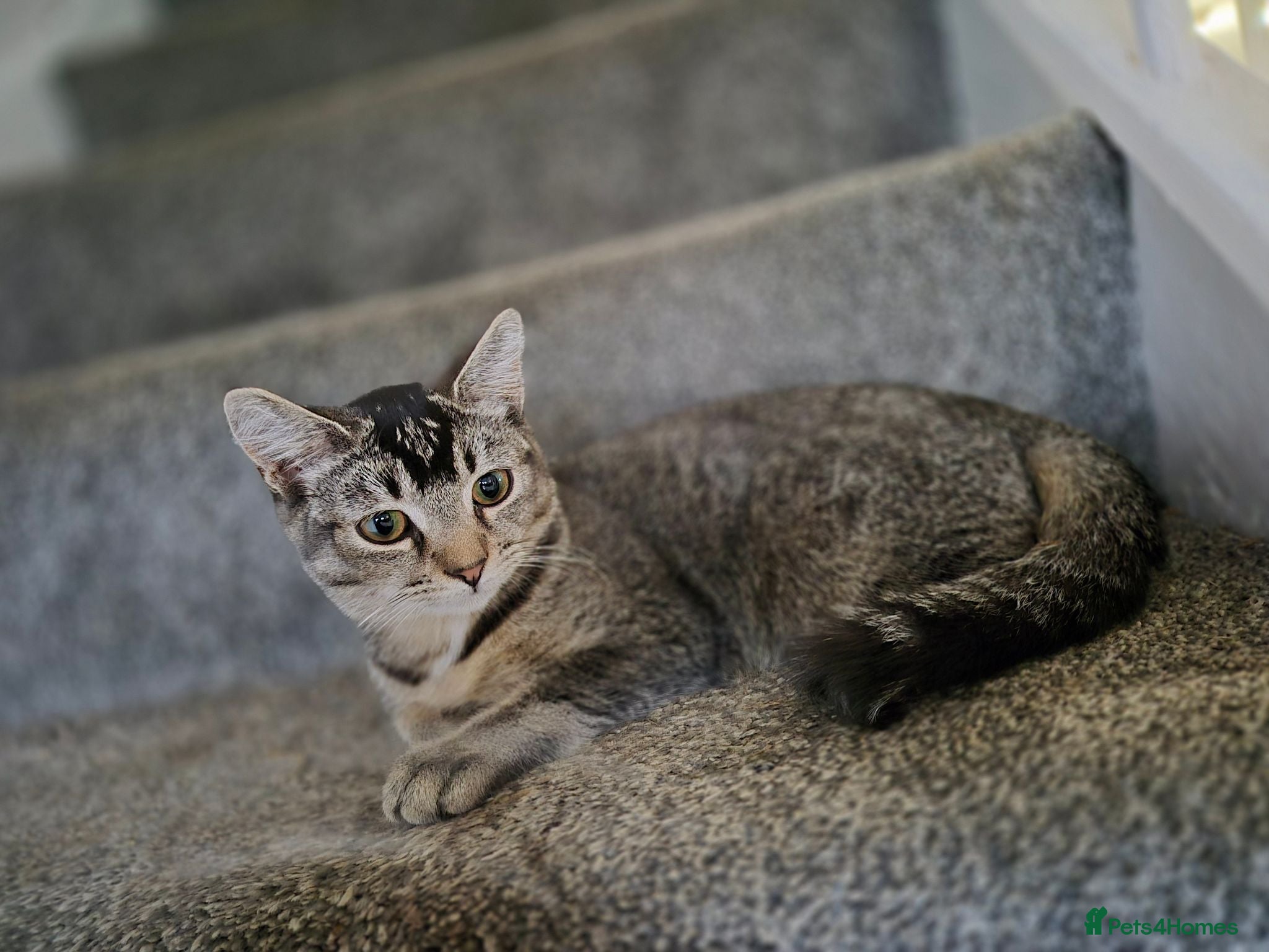 Mixed Breed cats 2 tabby kittens ready now - Advert 1