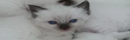 Ragdoll cats for sale: GCCF Reg. Ragdoll kittens, Champion lines - Advert 20