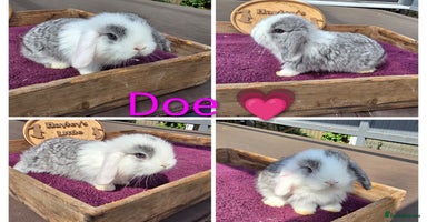 Mini Lop rabbits - Advert 5