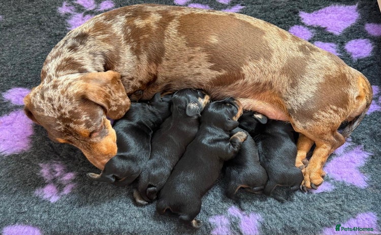 Miniature Dachshund dogs - Advert 8