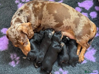 Miniature Dachshund dogs - Advert 12
