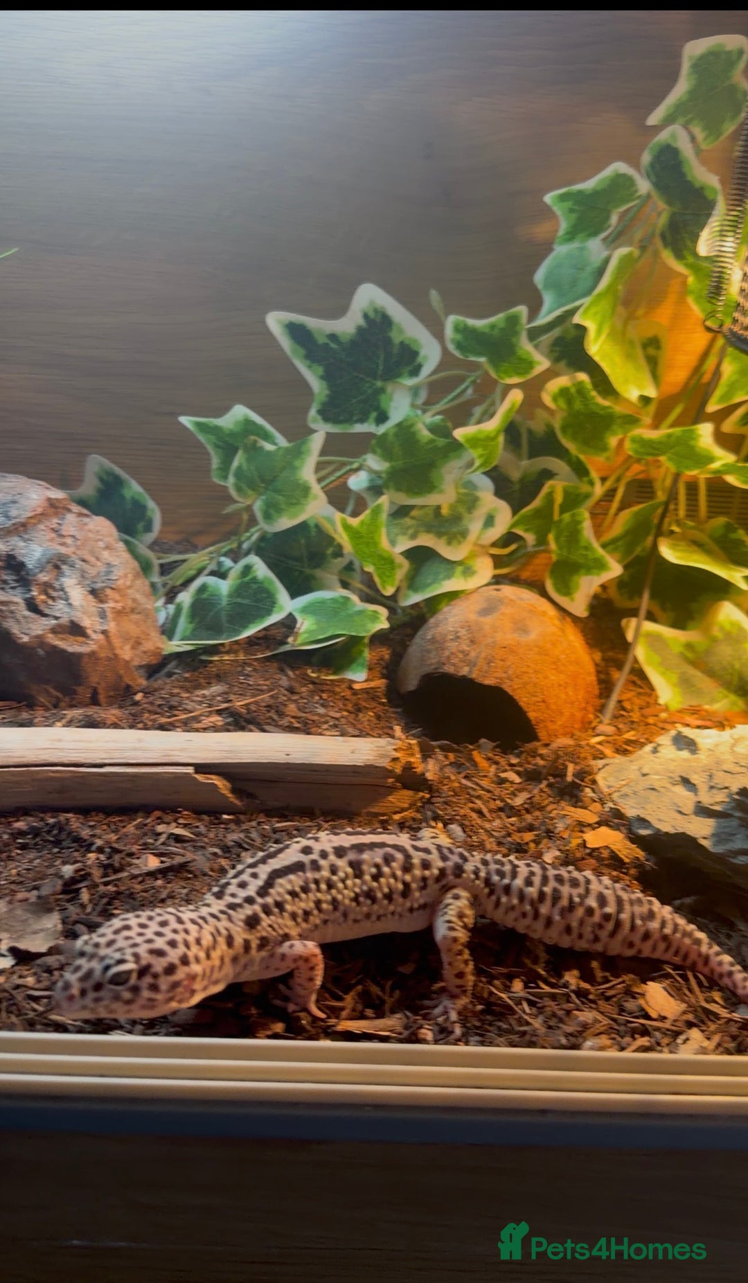 Leopard Gecko reptiles for sale: Leopard geckos  - Advert 4