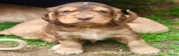 Cocker Spaniel dogs for sale: 2 goldens & 1 black & white cocker spaniel puppies - Advert 38