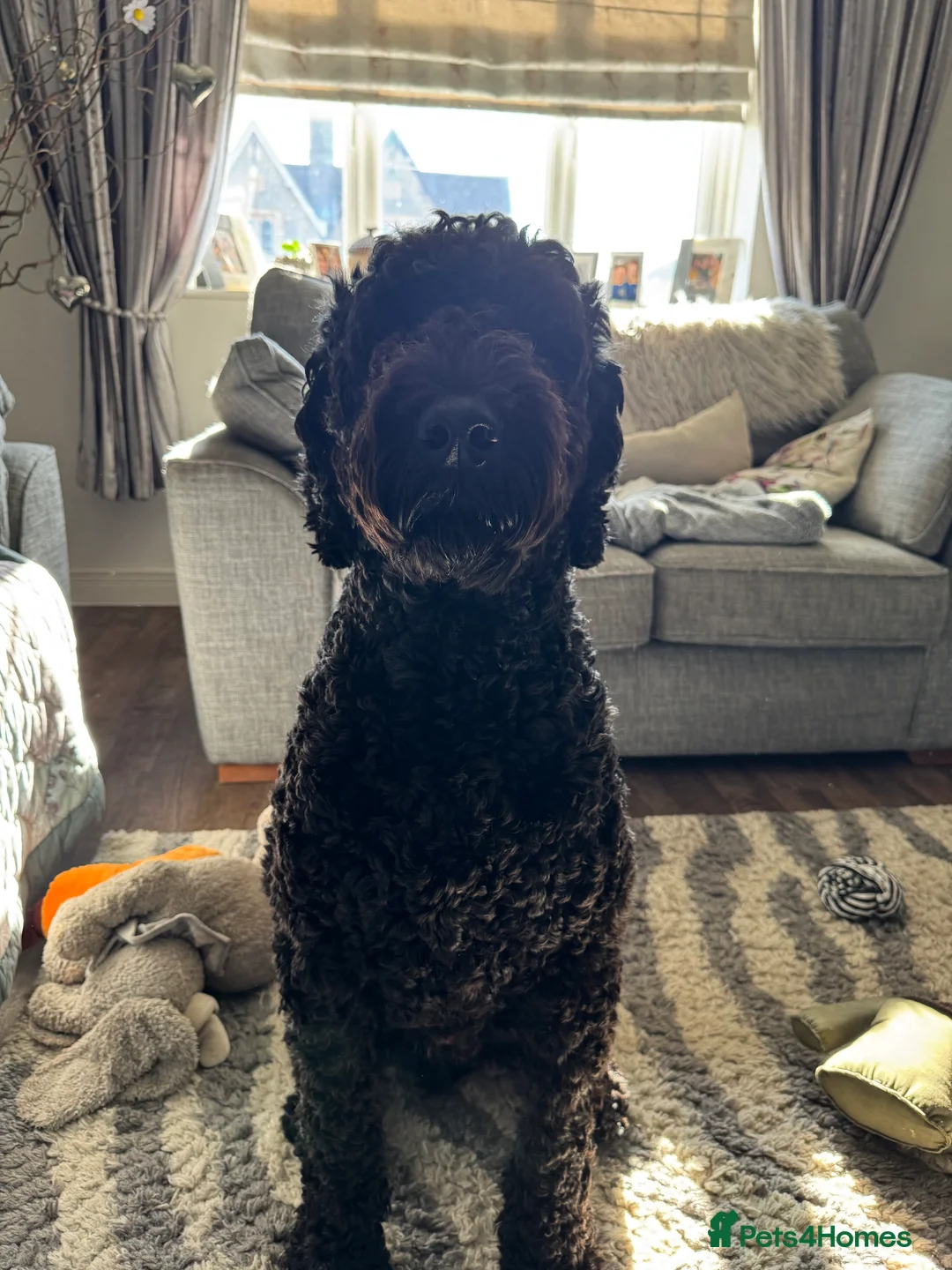 Labradoodle dogs for stud: Meet Leeroy, Our Handsome F3 Labradoodle! - Advert 7