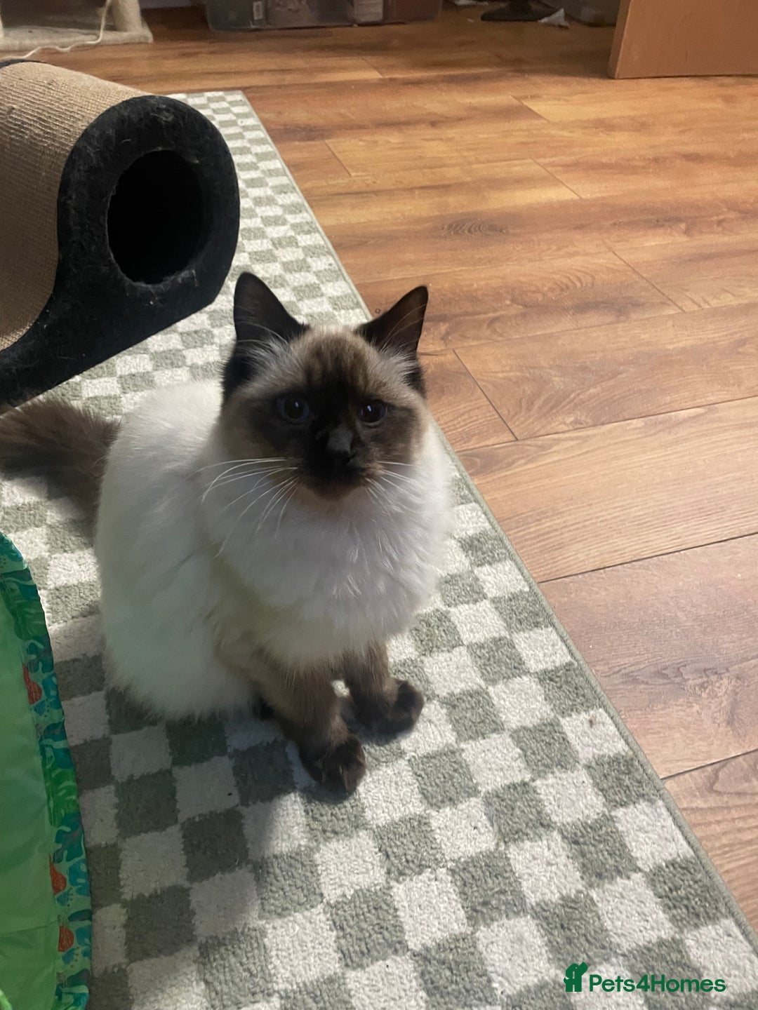 Ragdoll cats for sale: Ragdoll Cat/Kitten 8 months £200 - Advert 9