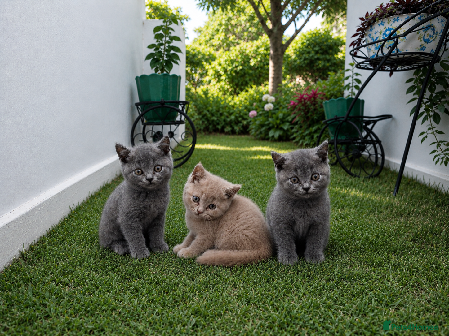 British Shorthair cats British shorthair kittens  - Advert 1