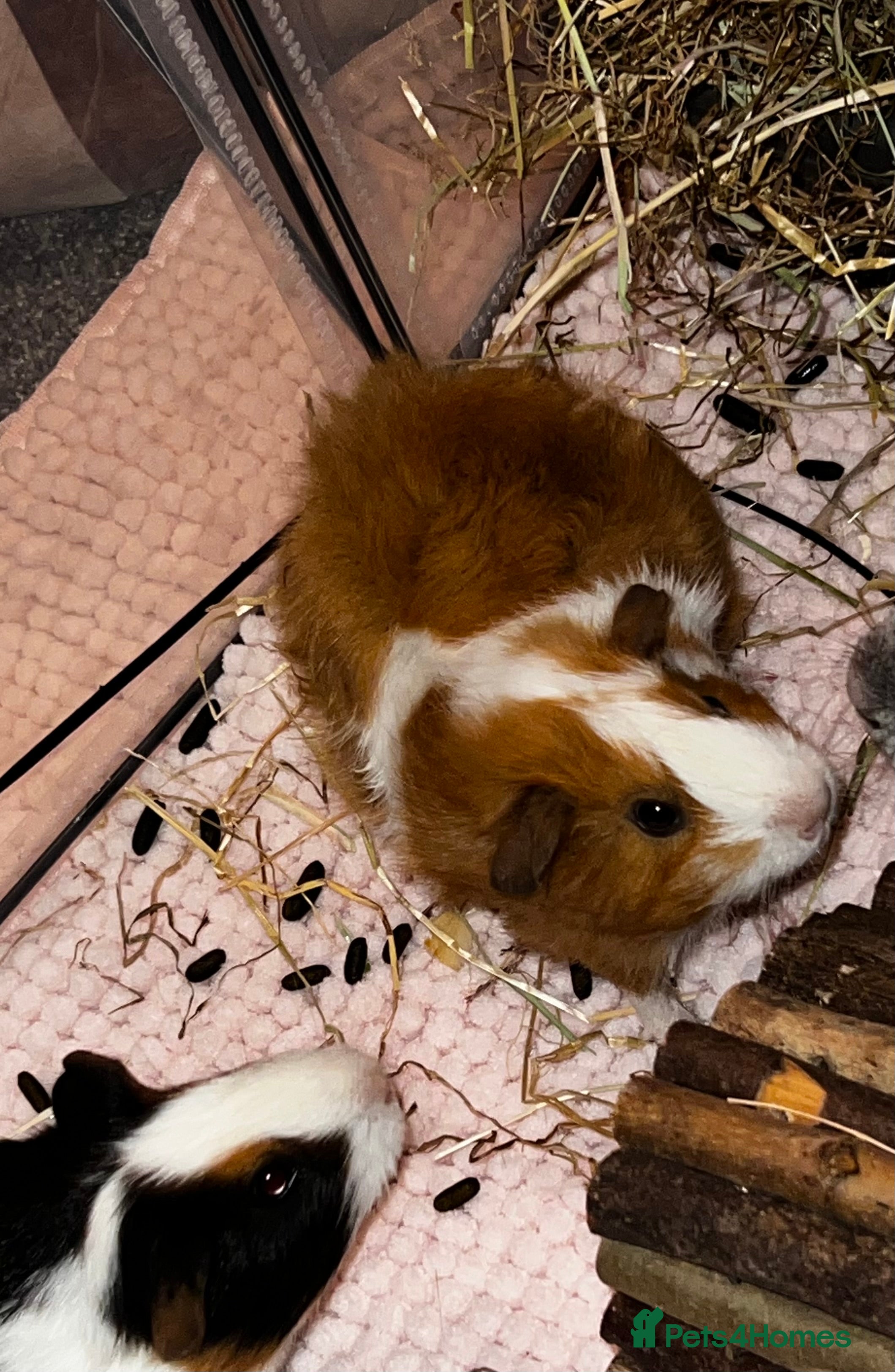 Guinea Pig rodents Beautiful female guinea pig - Advert 1