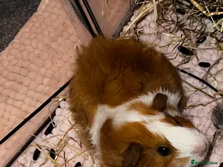 Guinea Pig rodents Beautiful female guinea pig - Advert 1