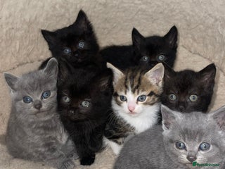 British Shorthair cats BSH kittens - Advert 1