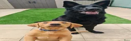 Labrador Retriever dogs for sale: Labrador retriever  in Paignton - Advert 5