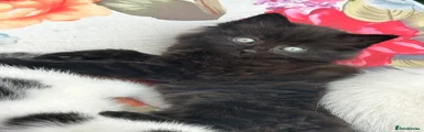 Mixed Breed Kitten 1