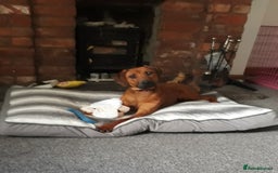 Rhodesian Ridgeback dogs for sale: Beautiful Kc Registered  - Image 3