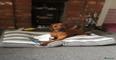 Rhodesian Ridgeback dogs - Advert 4