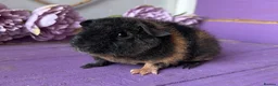 Guinea Pig rodents for sale: Baby Teddy Boy  - Advert 4