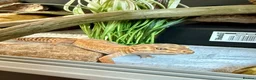 Leopard Gecko reptiles for sale: Female Leopard gecko + full set up - Advert 1