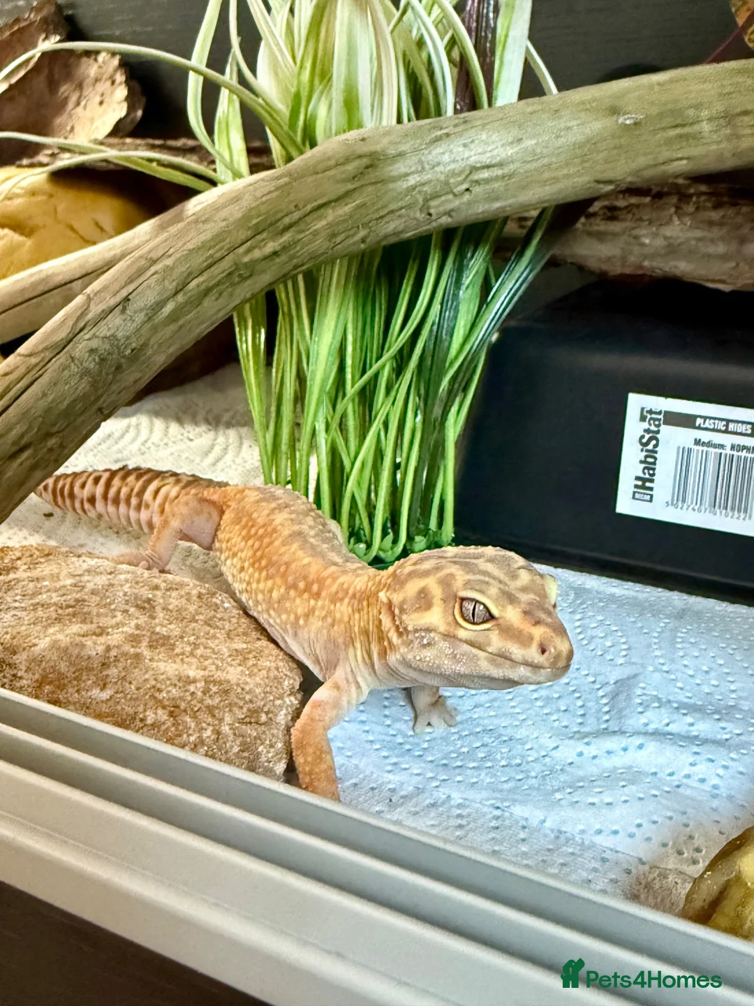 Leopard Gecko reptiles for sale: Female Leopard gecko + full set up - Advert 1