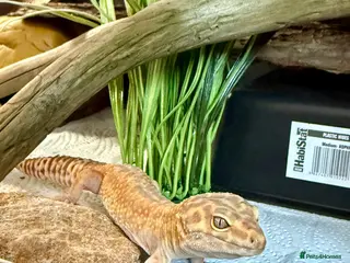 Leopard Gecko reptiles for sale: Female Leopard gecko + full set up - Advert 2