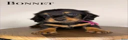 Miniature Dachshund dogs for sale: Pedigree Longhaired Miniature Dachshunds  - Advert 2