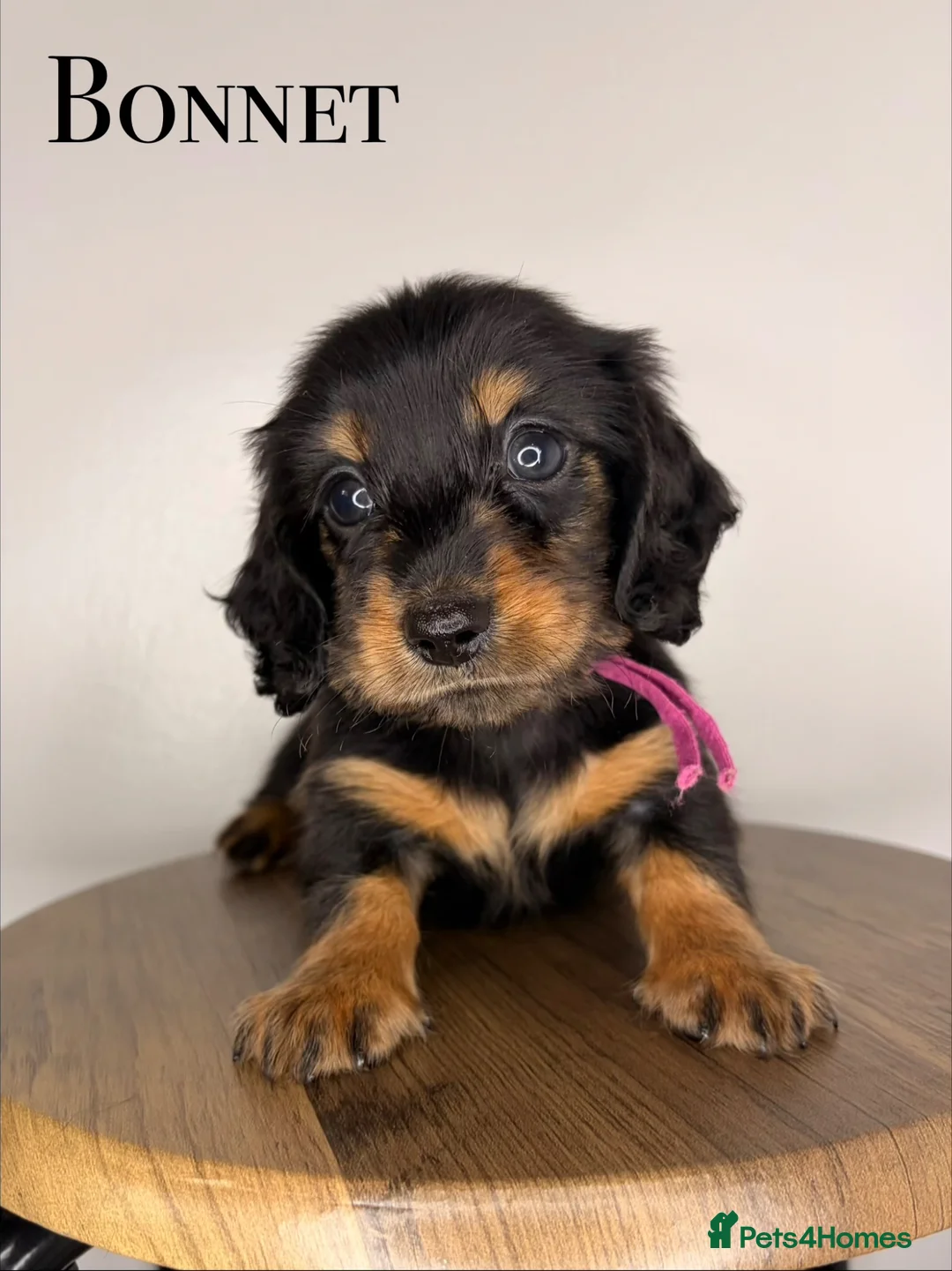 Miniature Dachshund dogs for sale: Pedigree Longhaired Miniature Dachshunds  - Advert 2