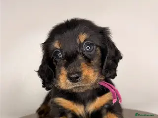 Miniature Dachshund dogs Pedigree Longhaired Miniature Dachshunds - Advert 8