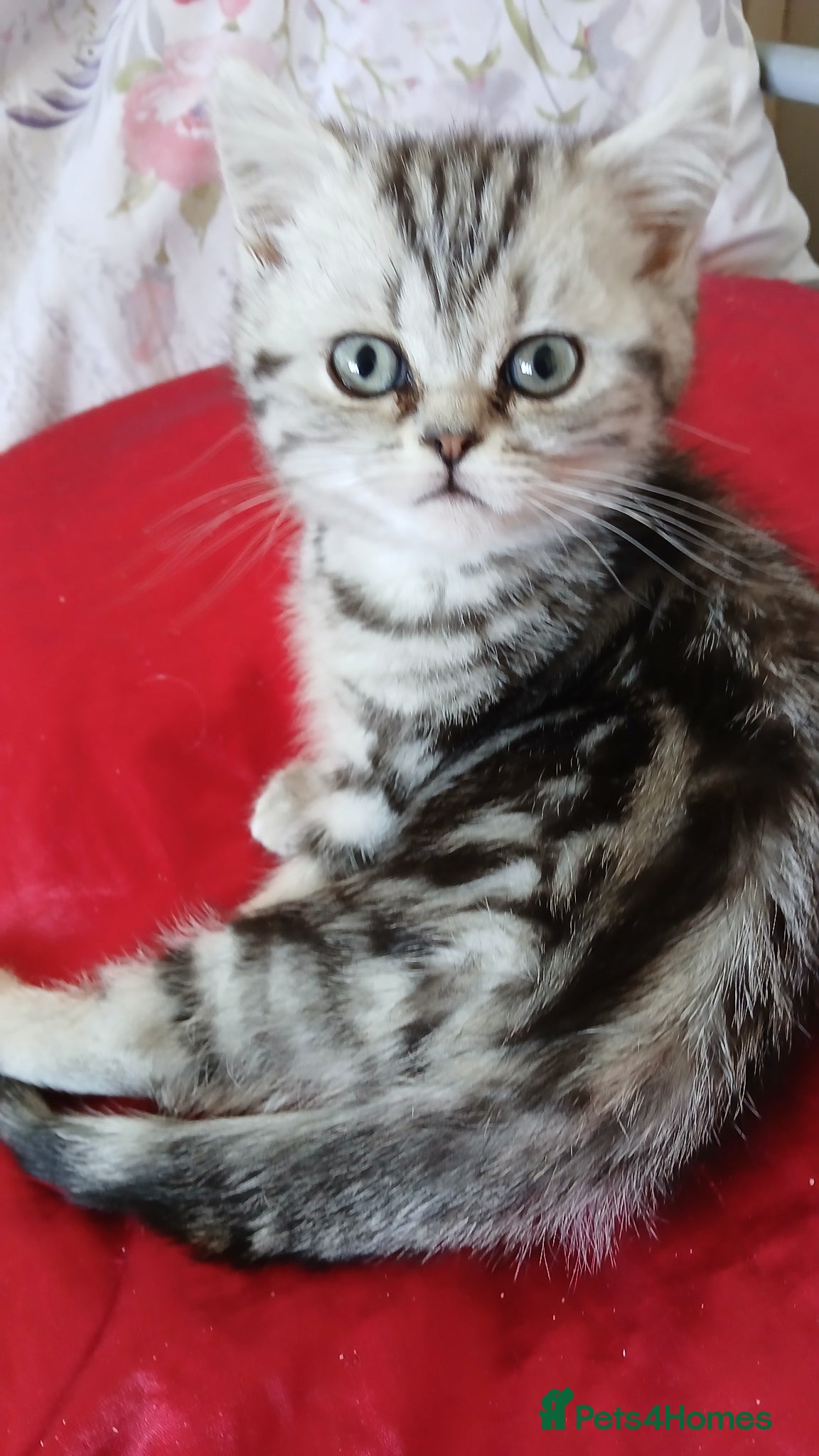 British Shorthair cats Silver Classic Tabby. Last kitten price Reduced! ! - Advert 2