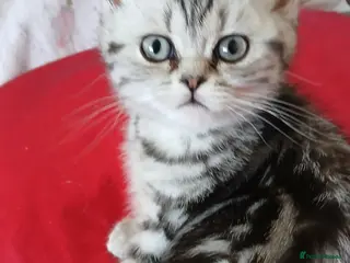 British Shorthair cats Silver Classic Tabby. Last kitten price Reduced! ! - Advert 2