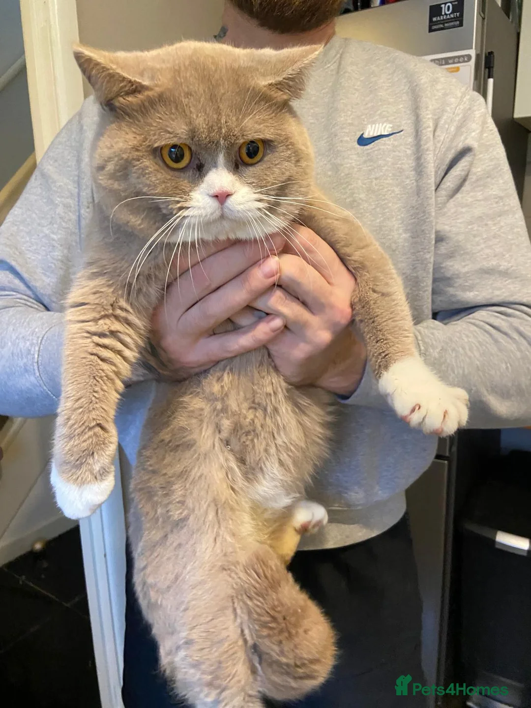 British Shorthair cats for sale: Chunky male BSH - Advert 2