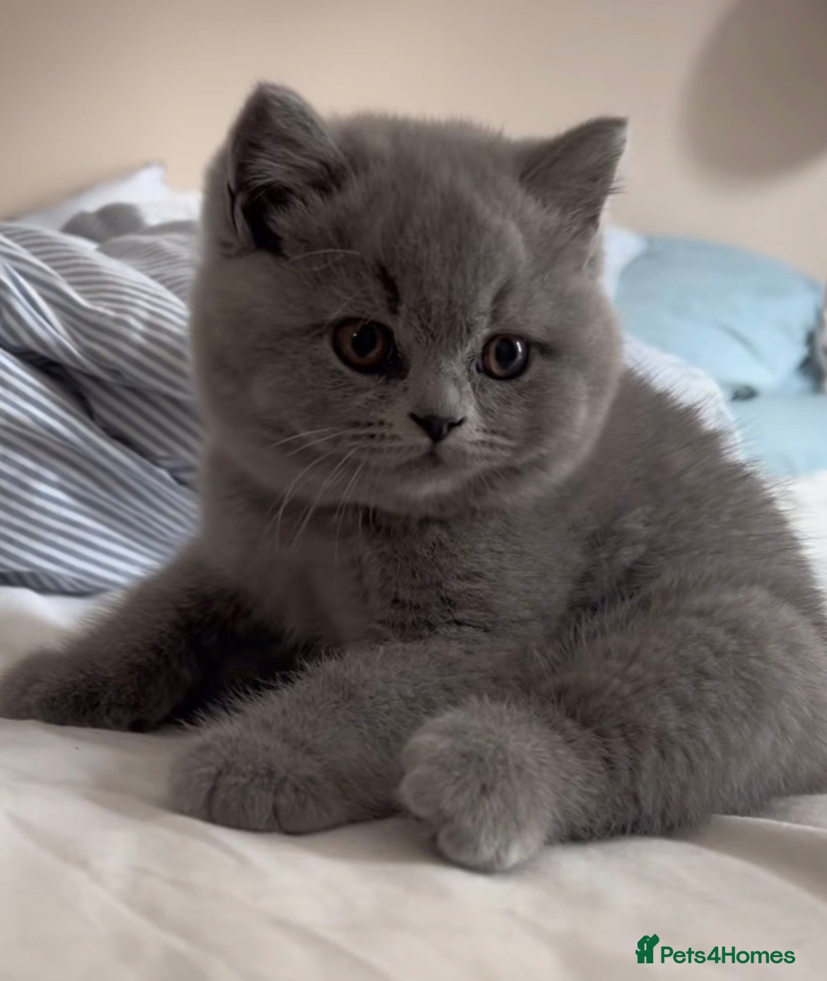 British Shorthair cats BRITISH SHORTHAIR - BLUE FEMALE KITTEN 🩷🩷🩷🩷 - Advert 2