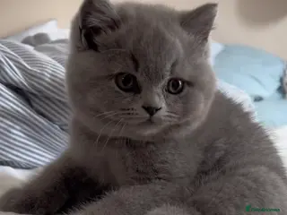 British Shorthair cats BRITISH SHORTHAIR - BLUE FEMALE KITTEN 🩷🩷🩷🩷 - Advert 2
