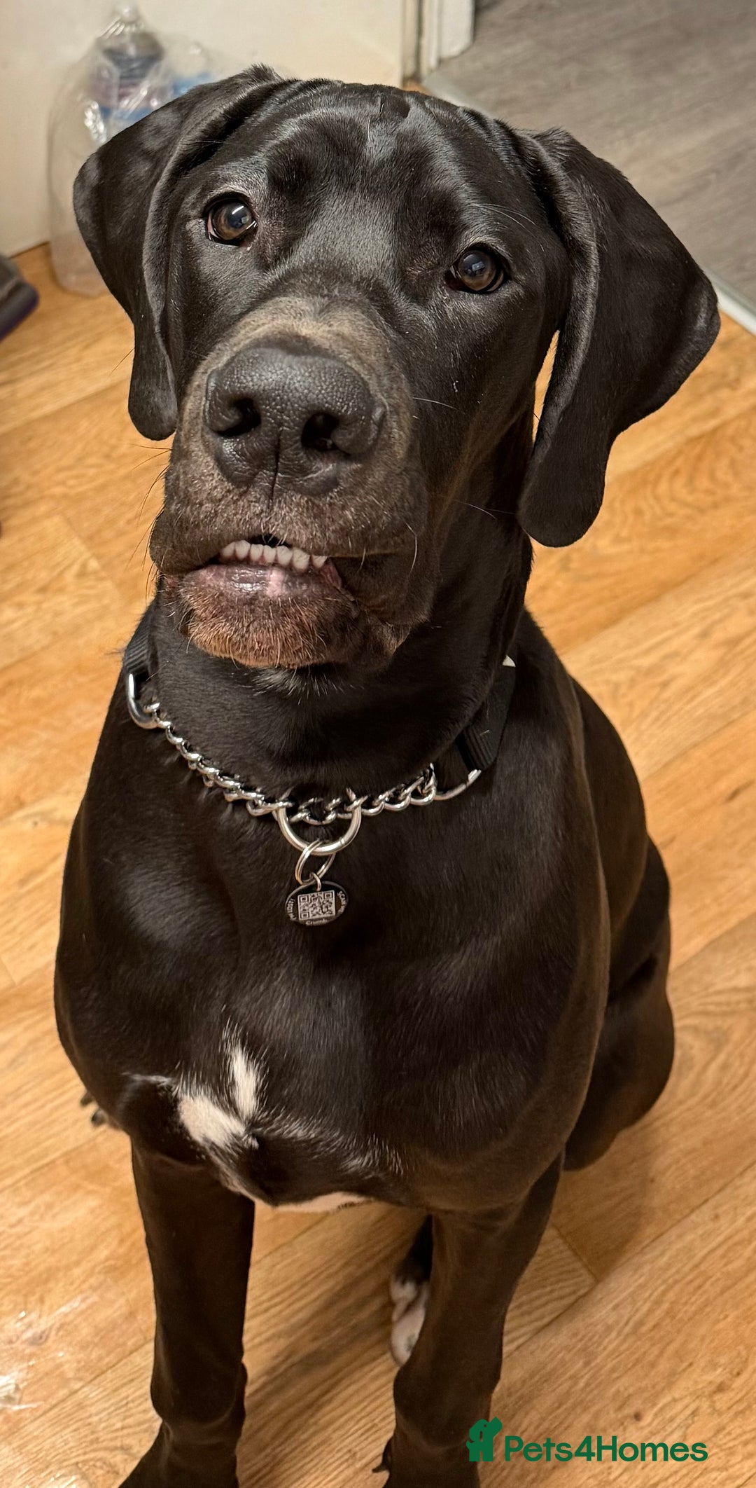 Great Dane dogs for sale: 8 Month Old Great Dane - Advert 4