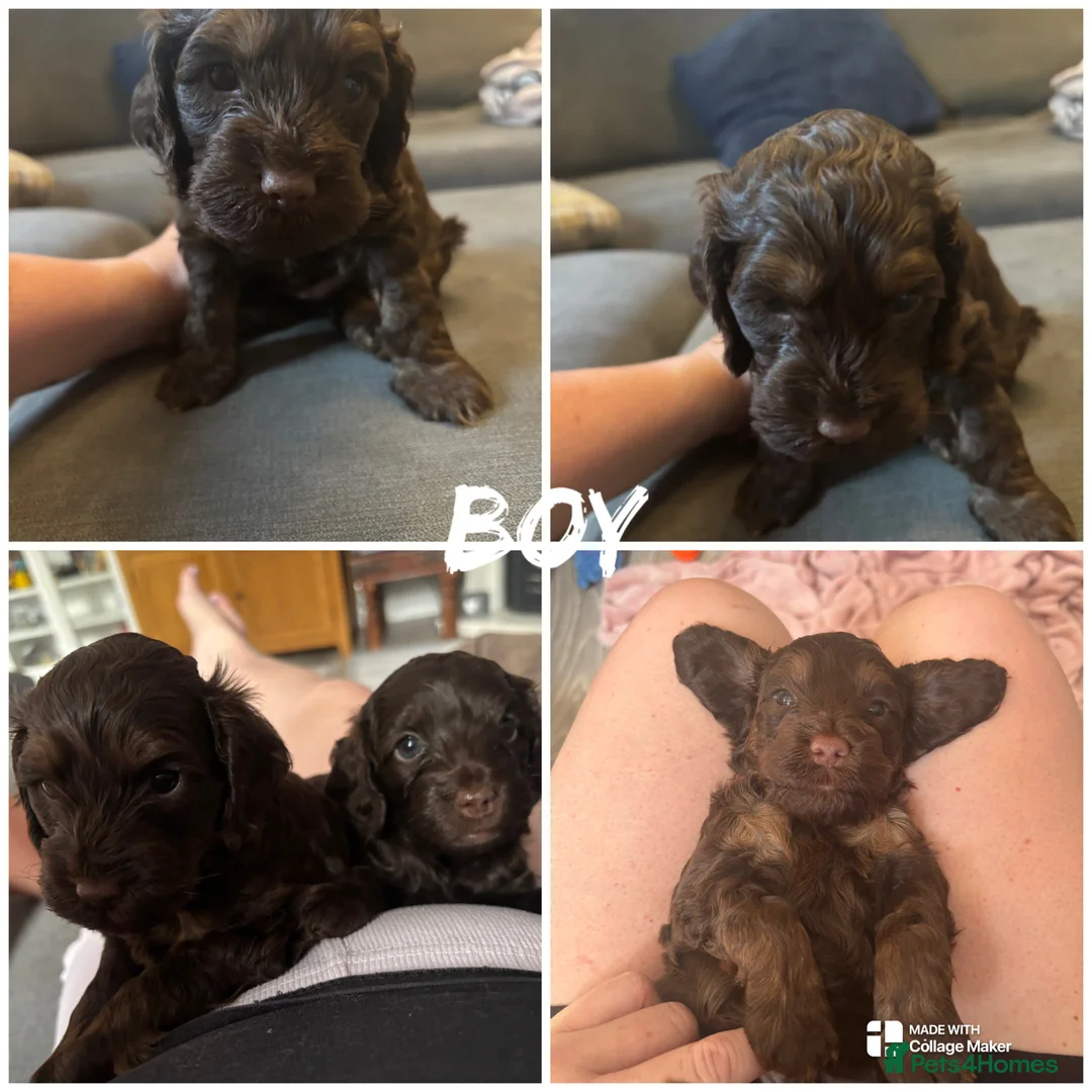 Cockapoo dogs for sale: F2 cockapoo boy and girl - Advert 2