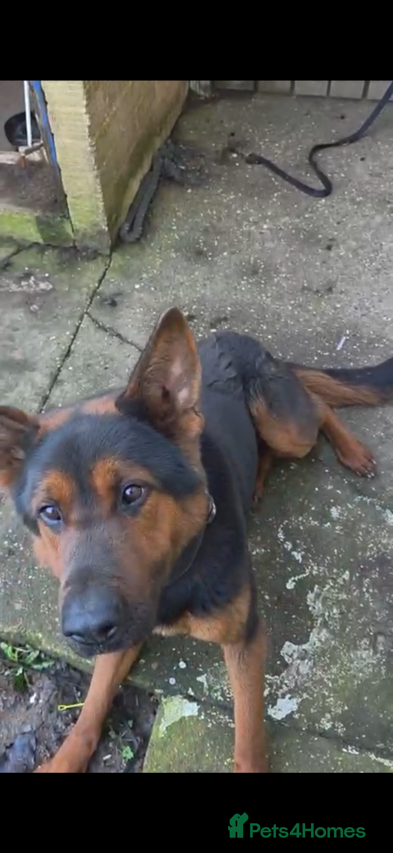 German Shepherd dogs Tyson Chinese red dog/German shepherd - Advert 1