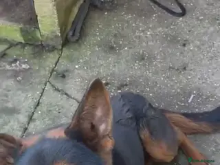 German Shepherd dogs Tyson Chinese red dog/German shepherd - Advert 1