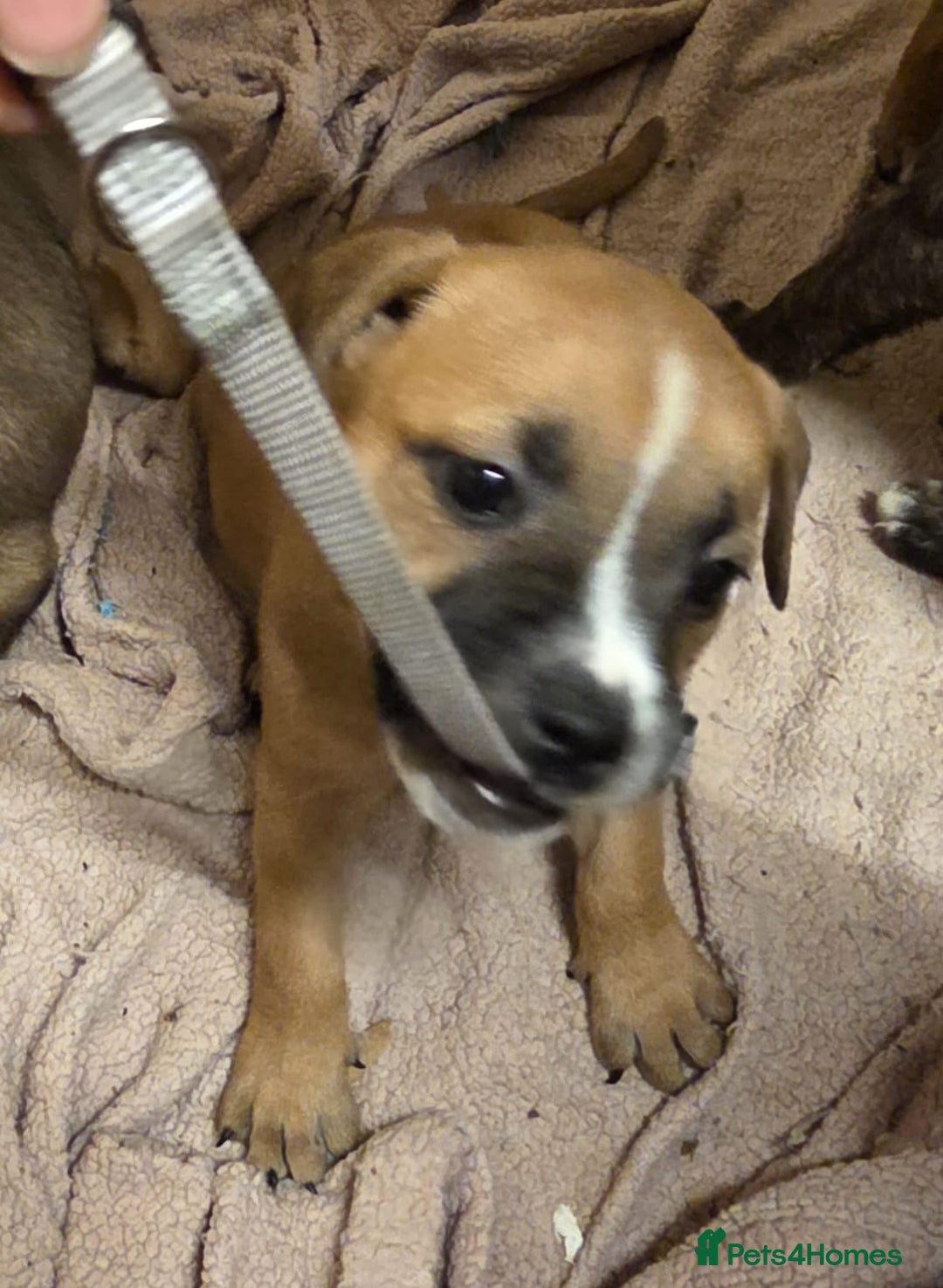 Mixed Breed dogs for sale: Staffy mix breed pups for sale - Advert 2