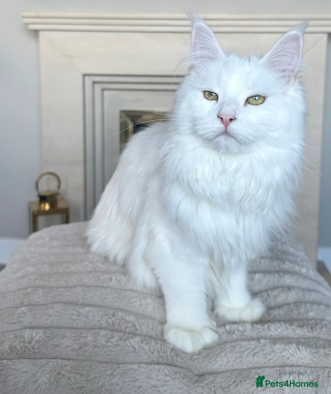 Maine Coon cats for sale: Polydactyl Maine coon kittens  in Glasgow - Advert 11
