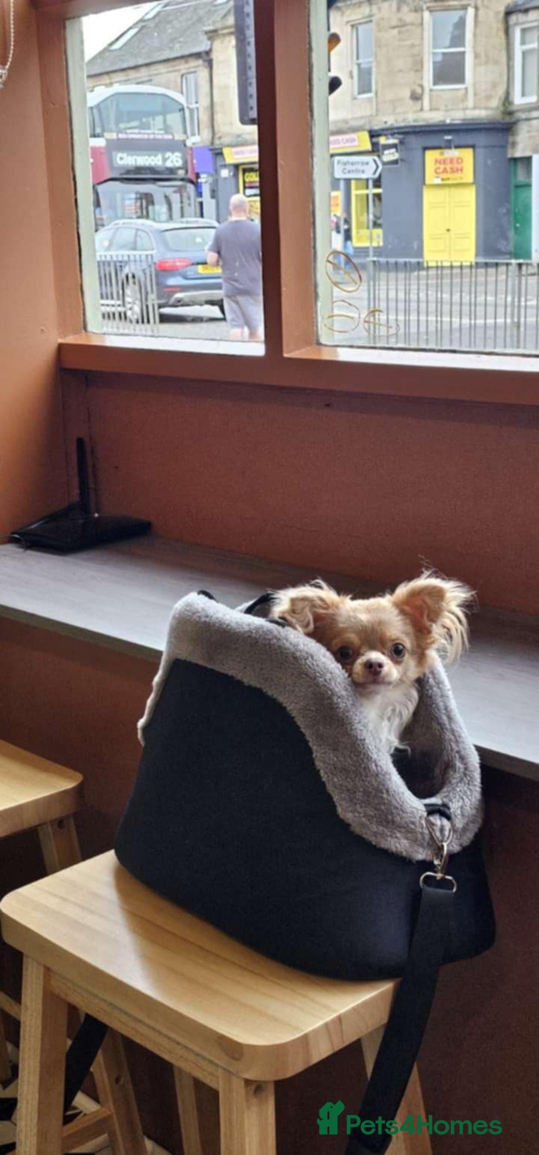 Chihuahua dogs for stud: Tiny russian/Thai kc lc chihuahua stud lilac fawn - Advert 3