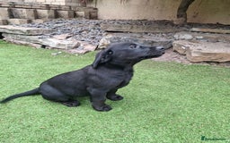 Labrador Retriever dogs for sale: ONLY 2 LEFT. Beautiful Healthy Labrador Puppies - Image 36
