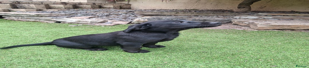 Labrador Retriever Puppy 5