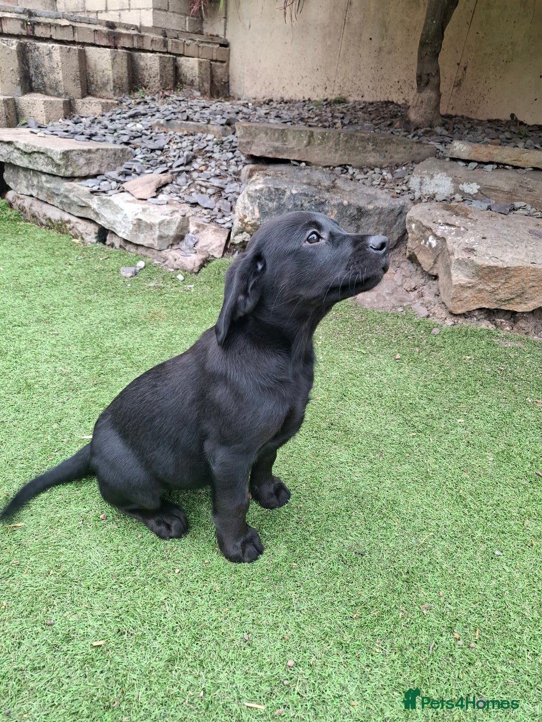 Labrador Retriever dogs for sale: ONLY 2 LEFT. Beautiful Healthy Labrador Puppies - Image 36