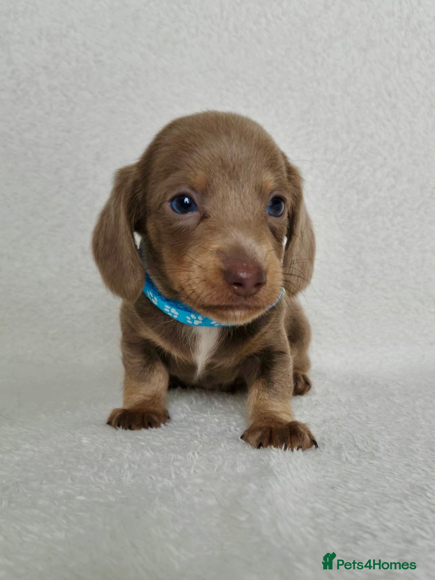 Miniature Dachshund dogs 💎LAST PUPPY LEFT KC REG PRA CLR MINI DACHSHUNDS💎 - Advert 1