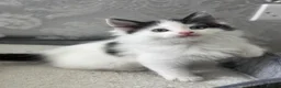 Ragdoll cats for sale: Beautiful Ragdoll Kittens  - Advert 27