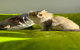 British Longhair cats for sale: British Longhair Kitten for sale  - Image 14